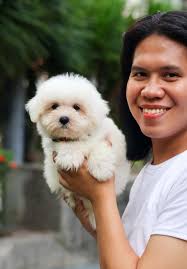 PH Teacup Puppies added a new photo.