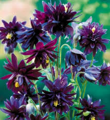 Image result for Aquilegia pompom mix