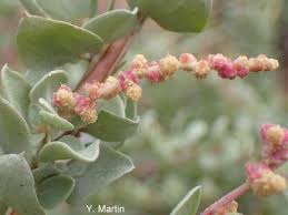 Image result for Atriplex halimus