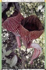 Image result for Justicia buchholzii