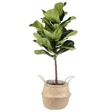 Costa Farms Ficus Lyrata Fiddle Leaf Fig Standard Tree Floor Plant In 9 25 In Grower Pot In Seagrass Natural Basket Co Fl11 3 Sea The Home Depot Floor Plants Ficus Fiddle Leaf Fig