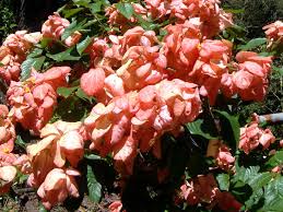 Image result for Mussaenda rivularis