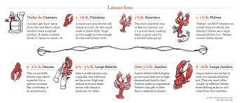 Jan 08, 2015 · before now, scientists deduced a lobster's age judging by size and other variables. What Size Lobster To Buy Picking The Right Size Lobster