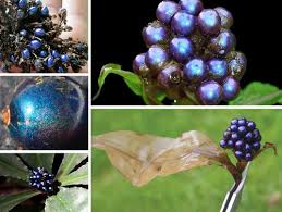 Image result for Pollia condensata