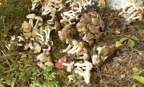 I find and eat a lot of hawk's wings mushrooms (sarcodon imbricatus) in the colorado high country, and they have already started. Jack Pine Mushrooms 1left