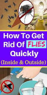 How To Get Rid Of Flies Quickly Inside Outside Healthy National Get Rid Of Flies Fly Repellant Home Remedies For Flies
