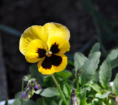 We did not find results for: 35 Flowers That Start With P List Of Flower Names P