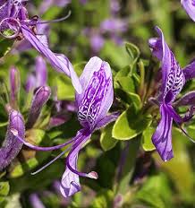 Image result for Hypoestes aristata