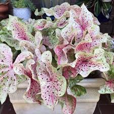 25 grade #1 miss muffet. Caladium Bulbs Miss Muffet 2 Size You Ll Etsy In 2021 Caladium Plants Foliage Plants