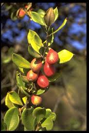 Image result for Pouteria pseudoracemosa