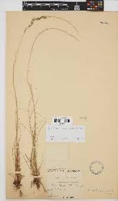 Image result for Loudetia phragmitoides