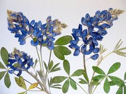 Bluebonnets Texas State Flower Pressed Flowers Austin Greeting Card No 1193 Pressed Flowers Blue Bonnets Nature Prints