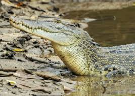 Saltwater Crocodile - Australian Reptile Park