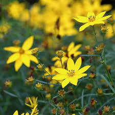This native plant is valuable for naturalized areas and large shrub borders. 25 Yellow Flowers For Gardens Perennials Annuals With Yellow Blossoms