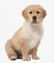 Mouthiness (exacerbated by teething) is front and center right now. Golden Retriever Puppy Labrador Retriever Kitten Png 863x1000px Golden Retriever Ancient Dog Breeds Animal British Shorthair
