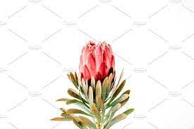Protea Flower Protea Flower Flowers Protea