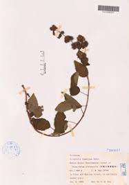 Image result for Triumfetta tomentosa