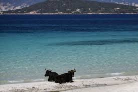 Du lundi au mercredi à 20h10 durant les vacances scolaires, francine massiani vous fait découvrir en 20 minutes l'univers d'artisans corses, ces « mains en or » qui exportent la corse au. Coronavirus Tourisme En Corse Vers Une Annee Blanche