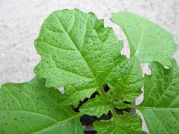 Image result for Nicandra physalodes