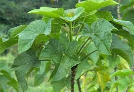 Daun daunnya berbentuk mata tombak hingga ke pangkal. Anda Patut Mencoba Getah Daun Jarak Bila Anda Terkena Penyakit Ringan Ringan Tapi Mengganggu Ini Semua Halaman Grid Fame