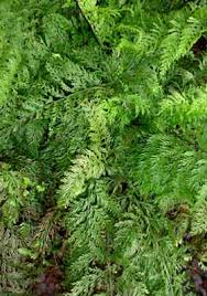 Image result for Asplenium loxoscaphoides