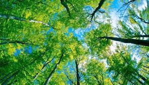 Don 39 T Lose Sight Of The Trees For The Forest