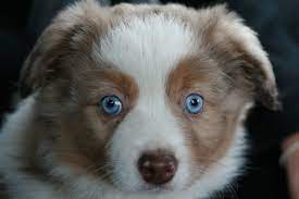 Wo sollte man australian shepherd welpen schlafen lassen? Australian Shepherd Welpen Wirklich Alles Was Du Uber Sie Wissen Musst