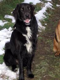 Jan 10, 2020 · golden retriever vs. Flat Coated Retriever Setter Mix Hitch Rude Zuhause Gefunden Tierhilfe Niederrhein Happy Ends Archiv Von Zergportal De