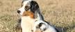 Mini Australian Shepherd Puppies for Sale | Lancaster Puppies