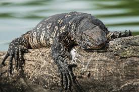 Asian Water Monitor Photograph By Yazir Zubair