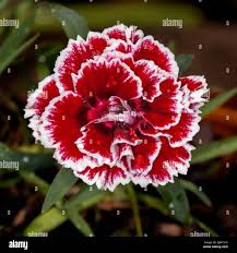 Image result for Dianthus chimanimaniensis