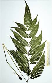 Image result for Pteris
