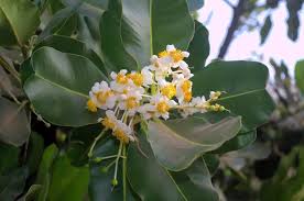 Image result for Calophyllum