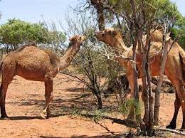 See more ideas about camel, ochre lighting, how to make oil. Australia Bushfires Authorities Plan To Kill 10 000 Water Starved Camels Business Standard News
