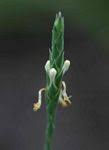 Image result for Elytraria acaulis