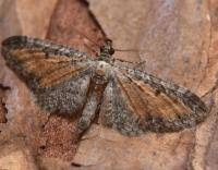 Image result for Eupithecia icterata