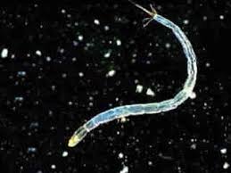 In this study, we characterized bacterial communities in shrimp ponds with different population densities. Pond Life Video Gallery Nikon S Microscopyu