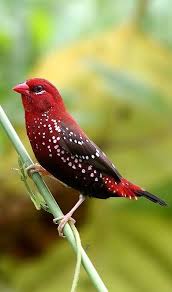 Finch Very Small Birds Of South Africa Zena Leekov Google Finches Bird Beautiful Birds Birds