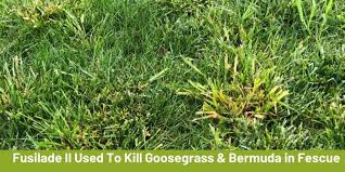Point the nozzle of the garden sprayer at the area of bermuda grass and spray the vinegar mixture onto the blades until it drips off. How To Kill Bermuda Grass And Get Rid Of It In Your Lawn Cg Lawn