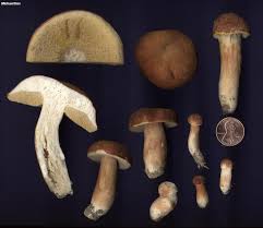 Image result for Xanthoconium sp.