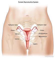 Female reproductive organs are very different to those of males. Reproductive System Female Anatomy Image Details Nci Visuals Online