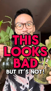 Understanding Plant Health: Tips for Caring for Your Plants