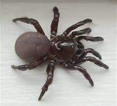 We had a smaller type in texas that made what i can best explain as a woven tube out of grass and then would. Ummidia Wikipedia