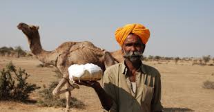 Red blood cells enables them to drink such a large amount of water within three minutes to recover. Camel Cultures Of India Sahapedia