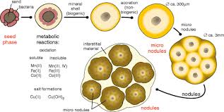 Engineered by the ocean management inc (omi) consortium, the $50 million venture netted 1000 tonnes of manganese nodules.a report claimed: Biogenic Origin Of Polymetallic Nodules From The Clarion Clipperton Zone In The Eastern Pacific Ocean Electron Microscopic And Edx Evidence Springerlink