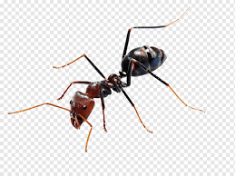48 1 semut serangga red ant. Serangga Lebah Semut Lebah Serangga Semut Wallpaper Desktop Png Pngwing