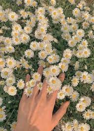 Top 22 Things To Do And See In Armenia Nature Edition Dewildesalhab武士 In 2021 Flower Aesthetic Flowers Photography Flowers