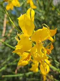 Image result for Genista