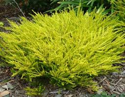 We did not find results for: 73 Landscaping Plants Ideas Landscaping Plants Plants Planting Flowers