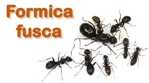 Image result for Formica fusca